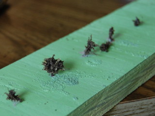 Tea Leaf Bushes